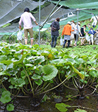 �̌��c�A�[